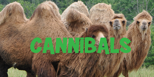 camels